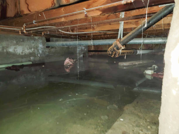 Best Professional water damage repair  in Stansberry Lake, WA